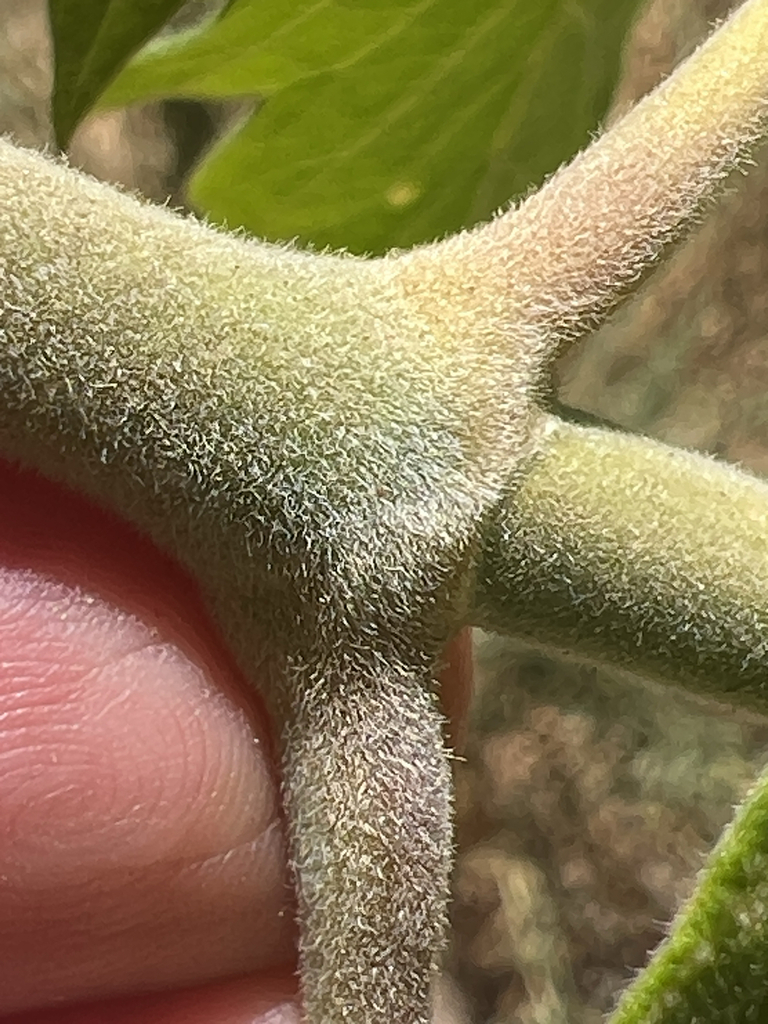 Euphorbia punicea Sw.