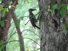 Melanerpes aurifrons