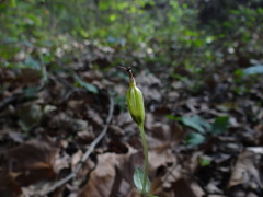 Triphora trianthophoros trianthophoros