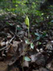 Triphora trianthophoros trianthophoros