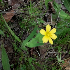 Sisyrinchieae