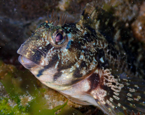 Notchbrow blenny (Hypsoblennius gilberti) — Blenniidae — 4
