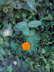 Lasianthaea macrocephala