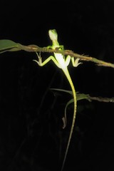 Basiliscus galeritus