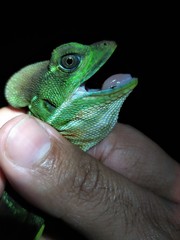 Basiliscus galeritus