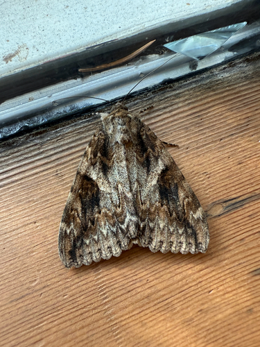 Irene's Underwing photo 3