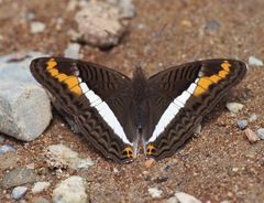Adelpha corcyra collina