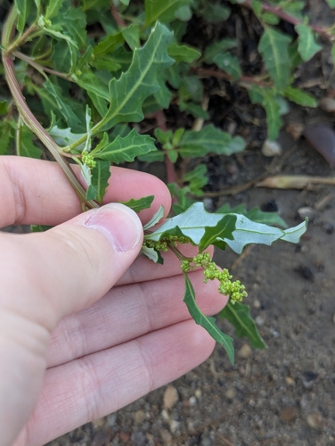Oxybasis glauca, photograph 1