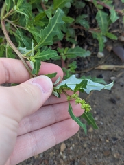 Oxybasis glauca, photograph Michael, Antoni and Nihat Hinczewski, CC BY, iNaturalist via GBIF