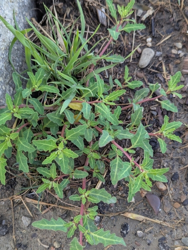 Oxybasis glauca, photograph 2