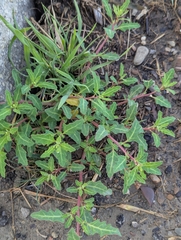 Oxybasis glauca, photograph Michael, Antoni and Nihat Hinczewski, CC BY, iNaturalist via GBIF