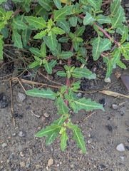 Oxybasis glauca, photograph Michael, Antoni and Nihat Hinczewski, CC BY, iNaturalist via GBIF