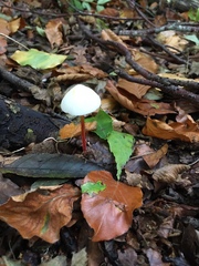 Cystolepiota seminuda