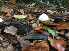 Cystolepiota seminuda