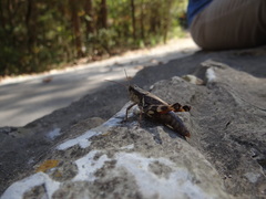 Melanoplus ponderosus
