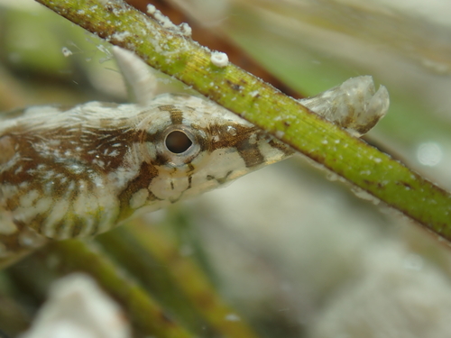 Gulf pipefish (Syngnathus scovelli) — Syngnathidae — 3