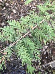 Taxodium distichum