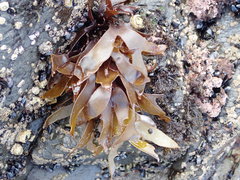 Pachymenia dichotoma