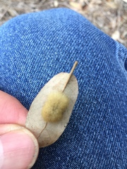 Druon quercuslanigerum