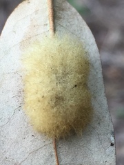 Druon quercuslanigerum