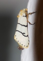 Proschaliphora butti