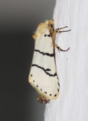 Proschaliphora butti