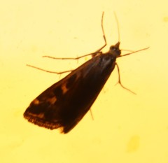 Loxostege frustalis
