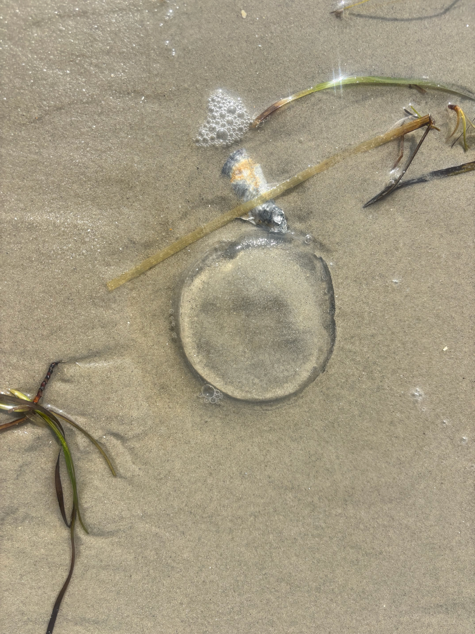 Rhacostoma atlanticum L.Agassiz, 1851