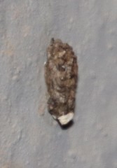 Chondrodactylus bibronii