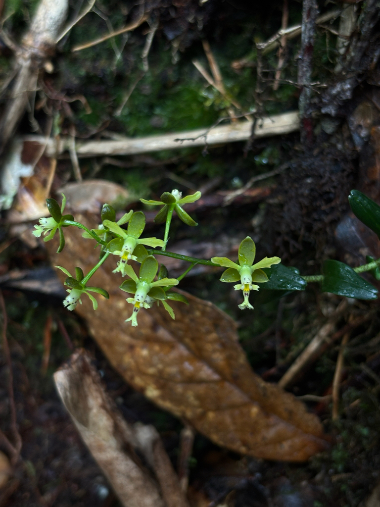 Epidendrum pumilum Rolfe 3