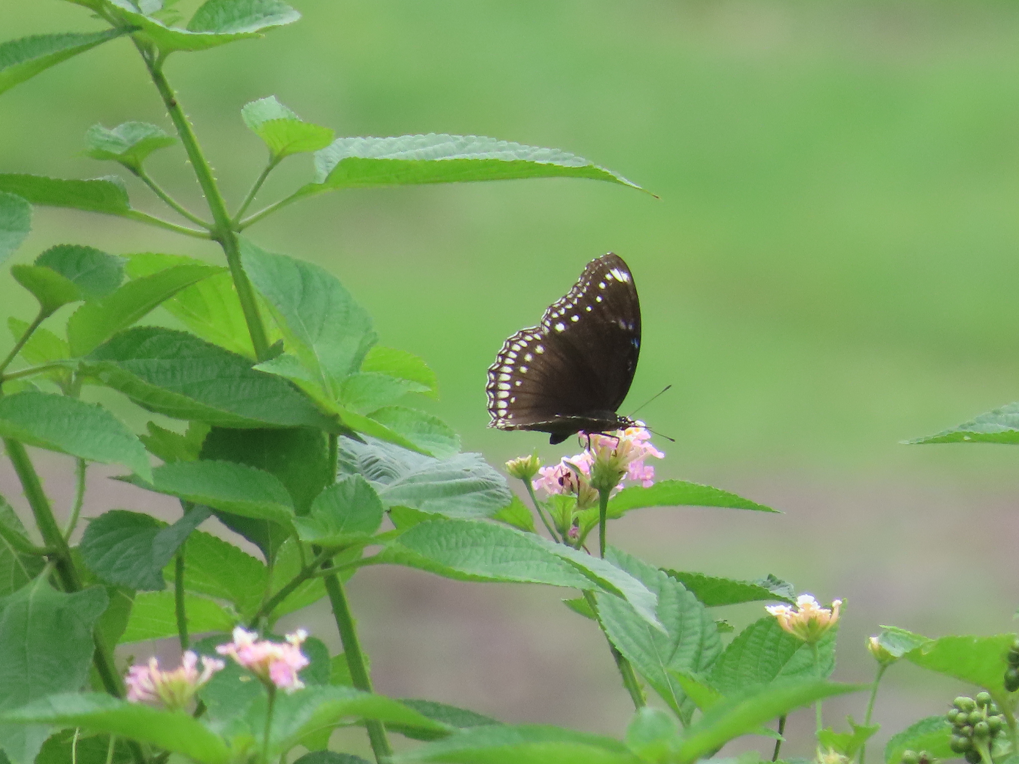 Great Eggfly