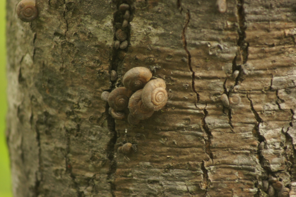 Trichobradybaena