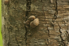 Trichobradybaena submissa