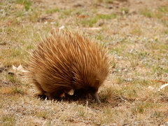 Tachyglossus aculeatus multiaculeatus