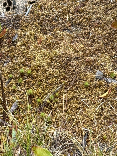 Sphagnum pylaesii, 2025-07-29