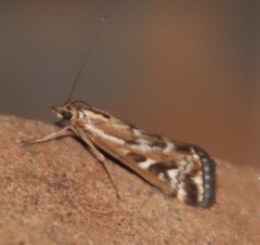 Loxostege frustalis