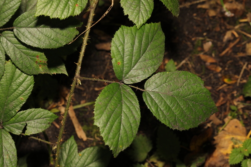Image of Rubus dasyphyllus by no rights reserved