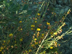Bossiaea heterophylla