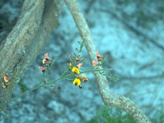 Bossiaea heterophylla