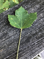 Acer rubrum