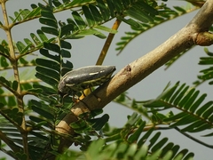 Sternocera interrupta interrupta