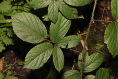Rubus dasyphyllus