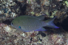Neopomacentrus metallicus