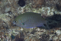 Neopomacentrus metallicus