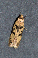 Deltophora