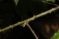 Rubus dasyphyllus