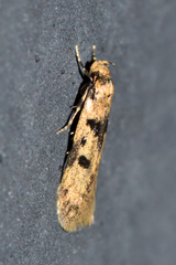 Deltophora