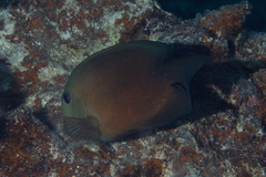 Ctenochaetus binotatus