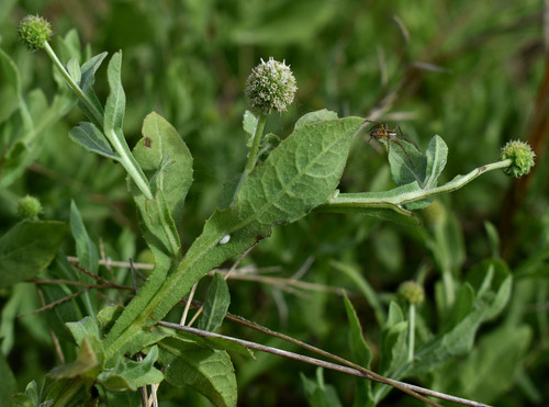 Sphaeranthus africanus observed 2025-06-09