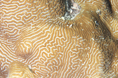 Leptoria phrygia